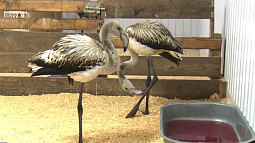 Эта осень стала рекордной по количеству заблудившихся на Алтае фламинго