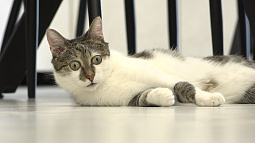 В Барнауле живёт кот Фиксик, который стал звездой Интернета благодаря своему «удивлённому» взгляду