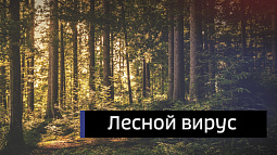 В Алтайском крае отказались от санитарных рубок в пихтовых лесах