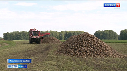 Свыше миллиона тонн свёклы переработают на Черёмновском сахарном заводе 