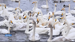 В Алтайском крае в этом году зимует рекордное число лебедей