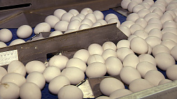 В Алтайском крае проверят обоснованность отпускных цен на куриные яйца