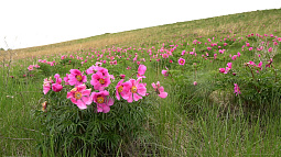 В Кытмановском районе обнаружили огромное цветущее поле краснокнижных степных пионов
