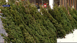 Жителям Алтайского края рассказали правду о ёлочных клещах