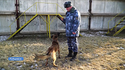 В исправительных колониях Барнаула и Рубцовска к служебным обязанностям скоро приступят «лохматые новобранцы»