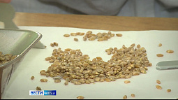 Новые сорта пшеницы алтайской селекции включили в реестр селекционных достижений России