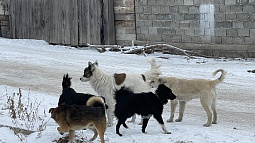 Рубцовск вновь ищет подрядчика для отлова бездомных собак
