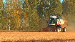 В Алтайском крае гречка поспела и готова к обмолоту