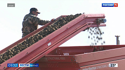 Первые 250 тонн картофеля нового урожая накопали в Алтайском крае