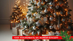 Как ухаживать за живой ёлкой?
