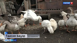 Жители Советского района жалуются на нашествие барсуков