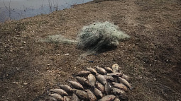 Больше 500 экземпляров рыбы изъяли у браконьеров за период весеннего нерестового запрета