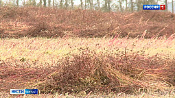 Сегодня отмечают Международный день гречки