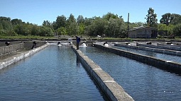 В озеро Светлое планируют выпустить форель