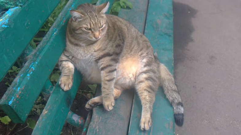 В Бийске умер кот Степан, который прославился из-за лишнего веса