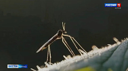 Будет ли в этом году на Алтае нашествие комаров?