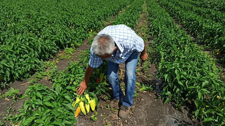 Опытный овощевод с Украины выращивает большие урожаи для санаториев Белокурихи