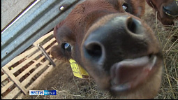 В хозяйствах Алтайского края уменьшилось поголовье крупного рогатого скота
