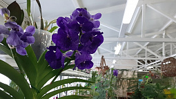 Зимний сад «Биолит» приглашает жителей и гостей Алтая в маленькое тропическое царство