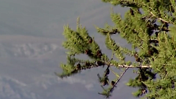 Тигирекскому заповеднику исполнилось 23 года