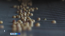 Алтайские фотосепараторы помогают аграриям Приморского края сортировать сою