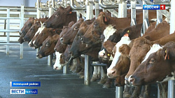 На племзаводе «Степной» перешли на «европараллель» и роботов-дояров