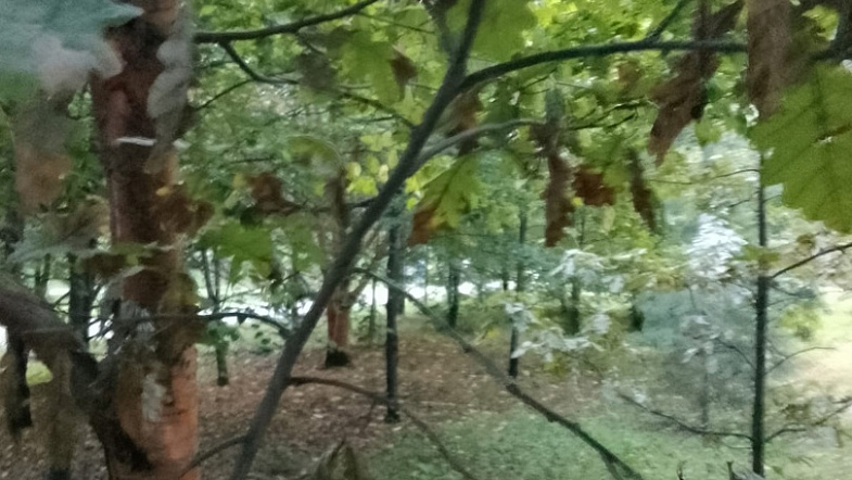 Барнаульцы обеспокоены состоянием деревьев в Мизюлинской роще