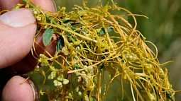 Ядовитый сорняк обнаружен на территории Алтайского края