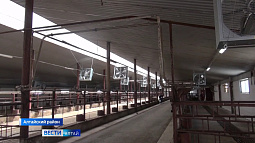 В Алтайском районе скоро откроется молочный комплекс, оснащённый климат-контролем