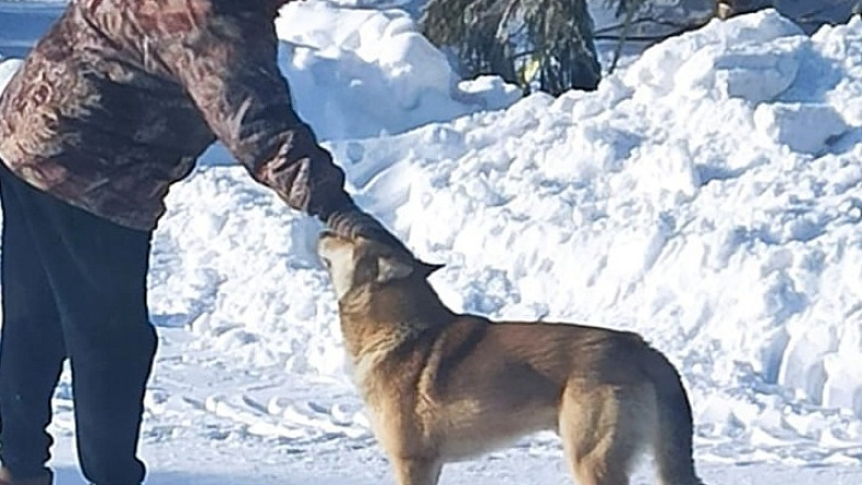 В Алтайском крае охотничья собака убежала из Калманки в Барнаул, надеясь найти старого хозяина