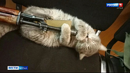 Котёнок спас бойца СВО из Алтайского края