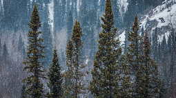 Планируем новогодние каникулы. Что предлагают регионы Сибири?