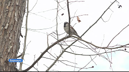 Пение алтайских птиц может улучшить сон