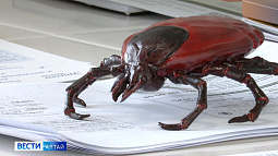 За прошедшую неделю от присасывания клещей пострадали 142 жителя Алтайского края