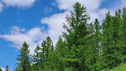 Как анализ ДНК поможет бороться с незаконной рубкой лесов? 