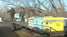 В Алтайском крае пчёлы сделали первый вылет после зимовки