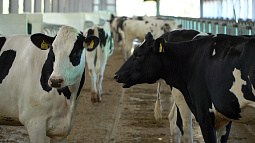 В селе Яново Заринского района открыли самую крупную в Алтайском крае молочную ферму 