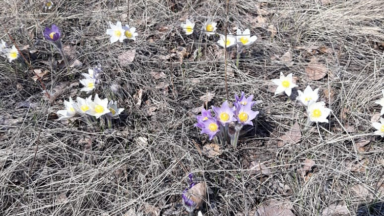 В Алтайском крае расцвели подснежники