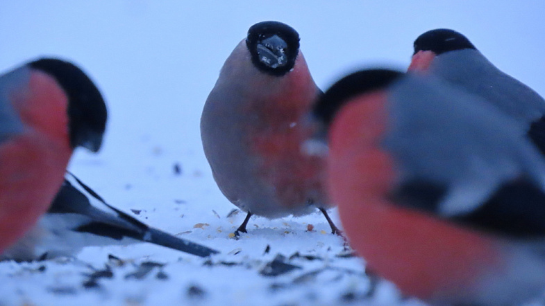 Наполовину – самец, наполовину – самка: жительница Заринского района сфотографировала необычного снегиря